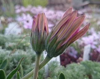 Osteospermum barberiae compacta - 8cm pot 